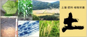 日本土壌肥料学会（セシウムの土壌への沈着を解説）